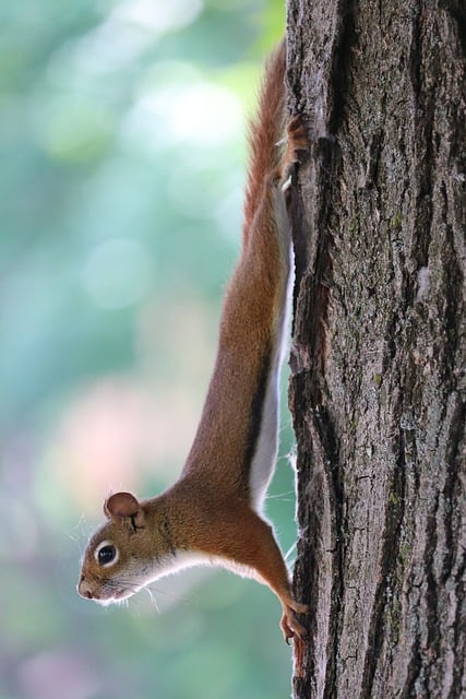 Free download squirrel chipmunk tree fauna free picture to be edited with GIMP free online image editor