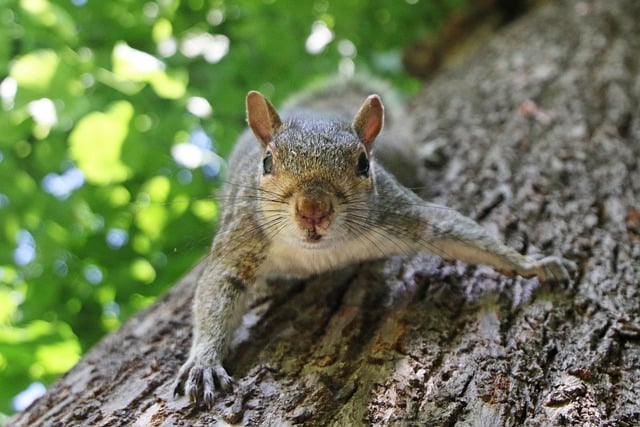 Free download squirrel chipmunk tree wildlife free picture to be edited with GIMP free online image editor