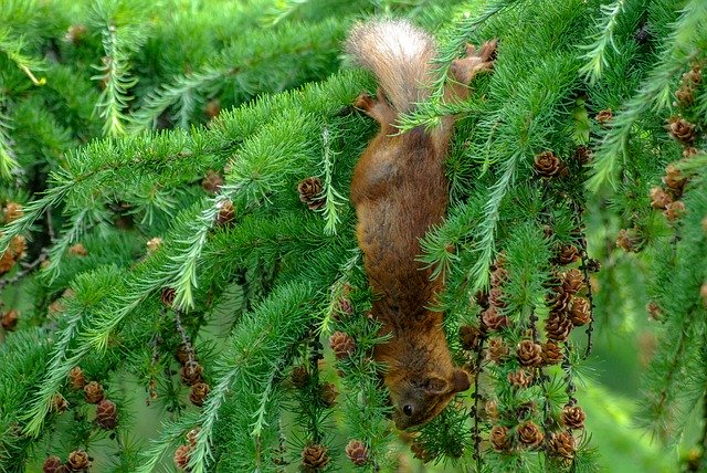 Free download Squirrel Cone Eat -  free photo or picture to be edited with GIMP online image editor