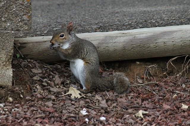 Free download Squirrel Critter Wildlife -  free photo or picture to be edited with GIMP online image editor