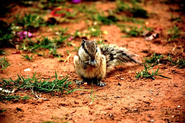 Free download Squirrel Cute Small -  free photo or picture to be edited with GIMP online image editor