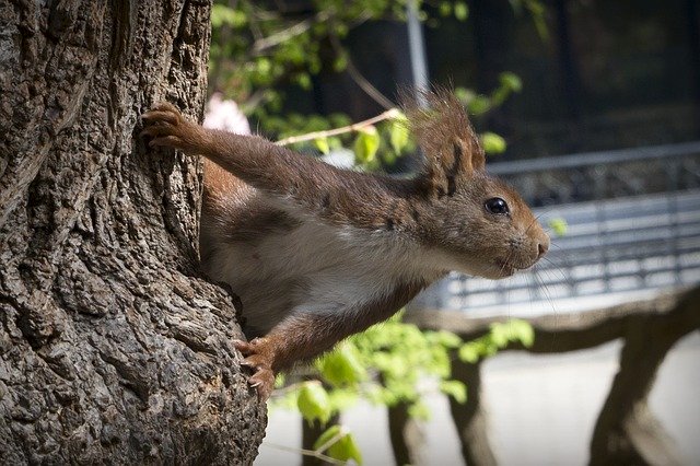 Free download Squirrel Fauna Nature -  free photo or picture to be edited with GIMP online image editor