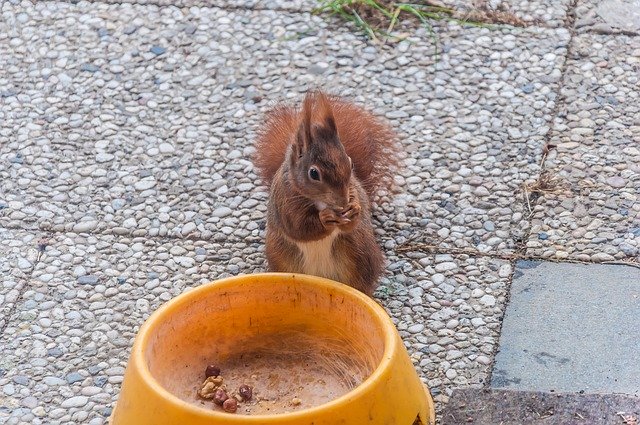 Free download Squirrel Food Nature -  free photo or picture to be edited with GIMP online image editor