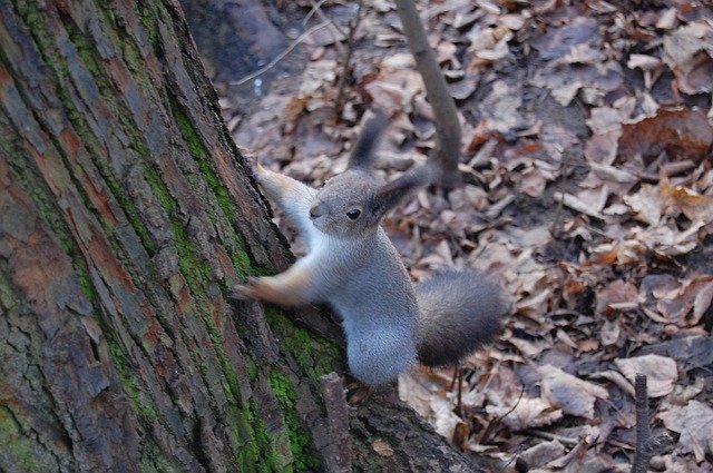 Free download Squirrel Forest Cute -  free photo or picture to be edited with GIMP online image editor