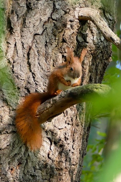 Free download Squirrel Forest Nature -  free photo or picture to be edited with GIMP online image editor