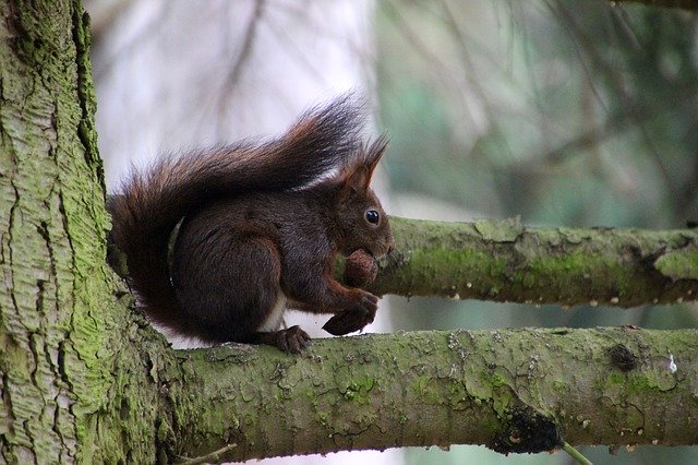 Free download Squirrel Forest Nut -  free photo or picture to be edited with GIMP online image editor