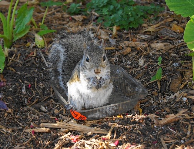 Free download Squirrel Garden Cute -  free photo or picture to be edited with GIMP online image editor