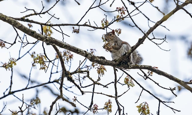 Free download squirrel gathering tree maple free picture to be edited with GIMP free online image editor