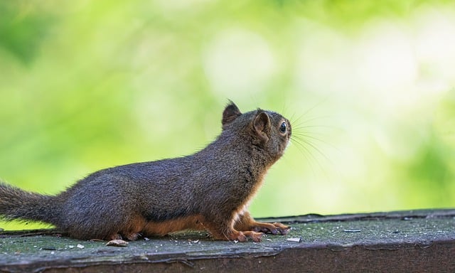 Free download squirrel gaze trees deck stretch free picture to be edited with GIMP free online image editor