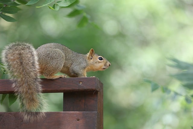 Free download squirrel gray squirrel rodent free picture to be edited with GIMP free online image editor