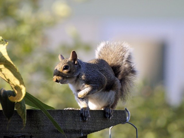 Free download Squirrel Grey Cute -  free photo or picture to be edited with GIMP online image editor