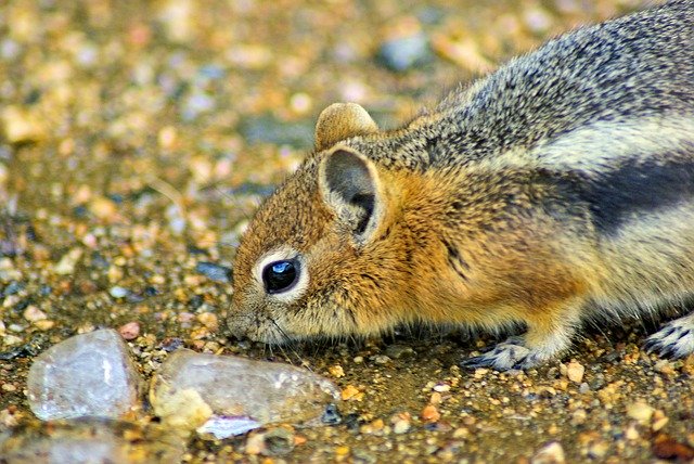 Free download Squirrel Investigating Ice Ground -  free photo or picture to be edited with GIMP online image editor