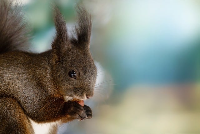 Free download squirrel mammal rodent nature free picture to be edited with GIMP free online image editor