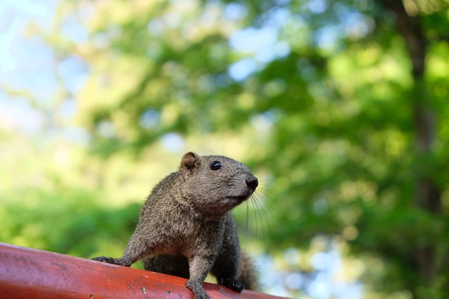 Free download squirrel mammal small animals free picture to be edited with GIMP free online image editor