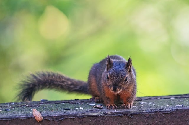 Free download squirrel mammal trees sun deck free picture to be edited with GIMP free online image editor