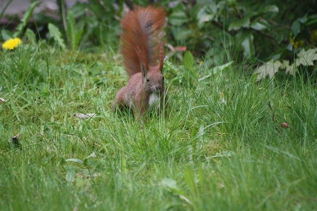 Free download Squirrel Meadow Animal -  free photo or picture to be edited with GIMP online image editor