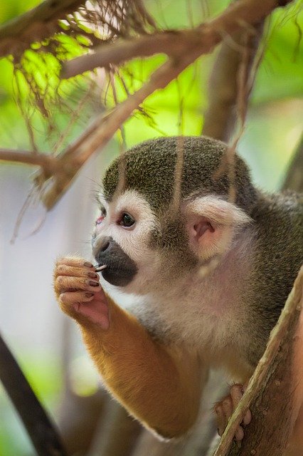 Free download Squirrel Monkey Zoo -  free photo or picture to be edited with GIMP online image editor