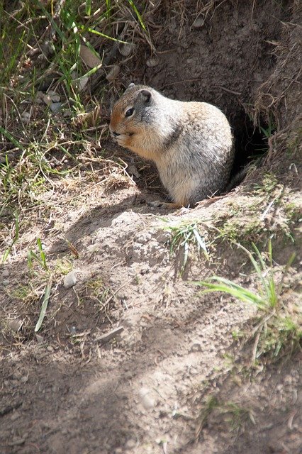 Free download Squirrel Nature Animal -  free photo or picture to be edited with GIMP online image editor