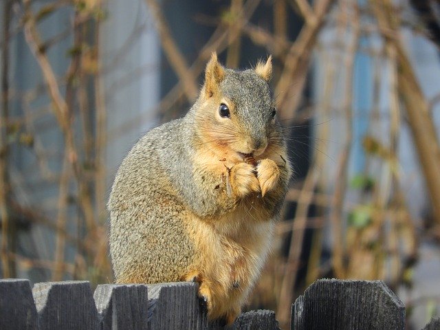 Free download Squirrel Nut Eating -  free photo or picture to be edited with GIMP online image editor