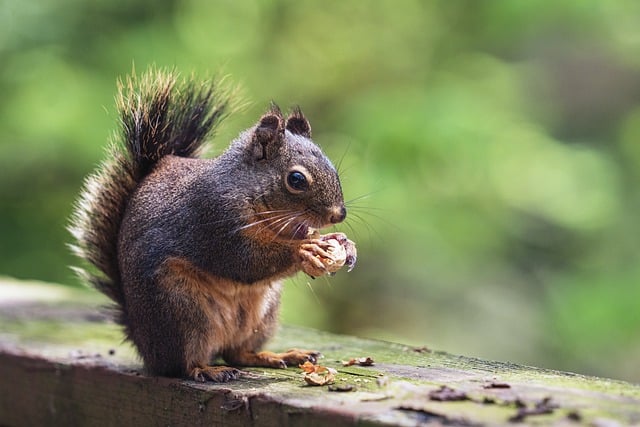 Free download squirrel nuts peanut eating free picture to be edited with GIMP free online image editor