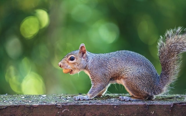 Free download squirrel nuts peanut trees deck free picture to be edited with GIMP free online image editor