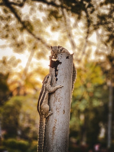 Free download squirrel park animal forest cute free picture to be edited with GIMP free online image editor