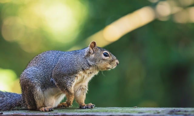 Free download squirrel paw balcony backyard fur free picture to be edited with GIMP free online image editor