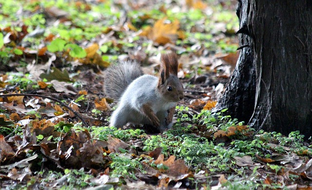 Free download squirrel protein hlopotun ja sight free picture to be edited with GIMP free online image editor