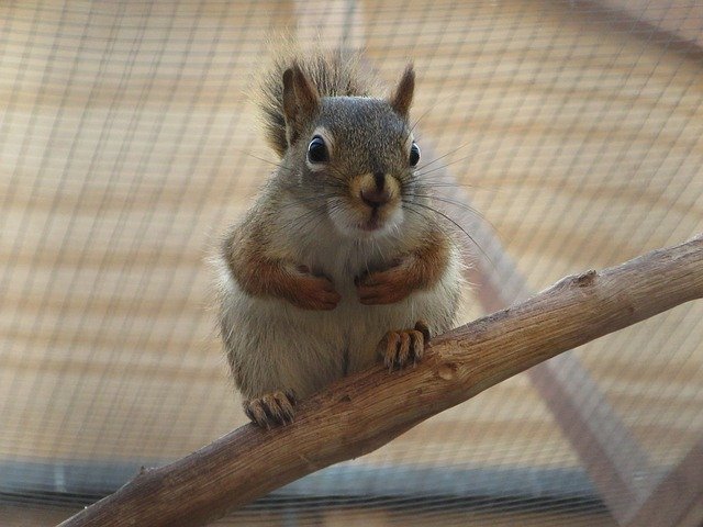 Free download Squirrel Red Rodent -  free photo or picture to be edited with GIMP online image editor