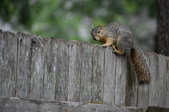 Free download squirrel rodent animal mammal free picture to be edited with GIMP free online image editor