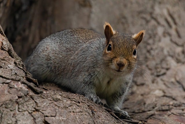 Free download squirrel rodent animal mammal cute free picture to be edited with GIMP free online image editor