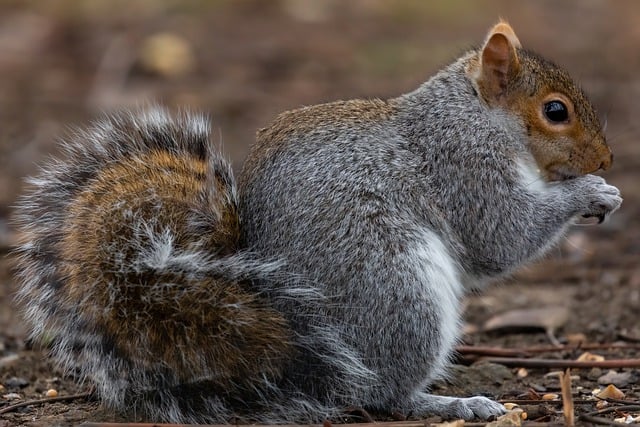 Free download squirrel rodent animal mammal tail free picture to be edited with GIMP free online image editor