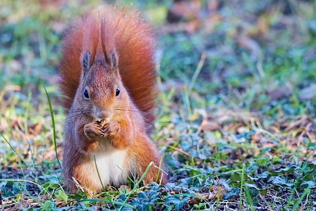 Free download squirrel rodent animal meadow free picture to be edited with GIMP free online image editor