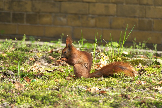 Free download squirrel rodent chipmunk grass free picture to be edited with GIMP free online image editor