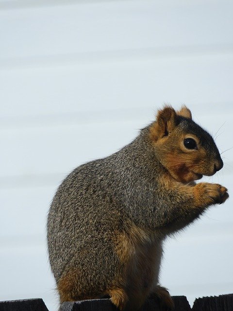 Free download Squirrel Rodent Cute -  free photo or picture to be edited with GIMP online image editor