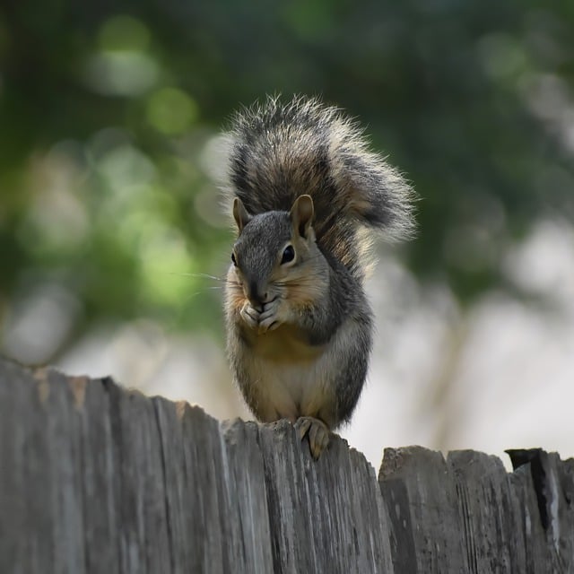 Free download squirrel rodent eating mammal free picture to be edited with GIMP free online image editor