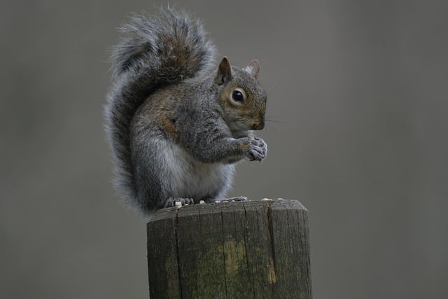 Free download squirrel rodent grey squirrel free picture to be edited with GIMP free online image editor