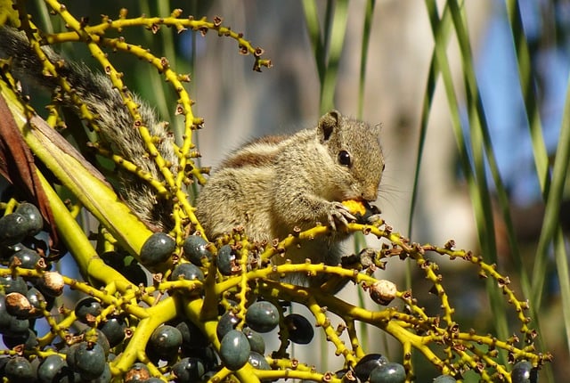 Free download squirrel rodent indian palm squirrel free picture to be edited with GIMP free online image editor