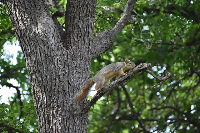 Free download squirrel rodent mammal wildlife free picture to be edited with GIMP free online image editor