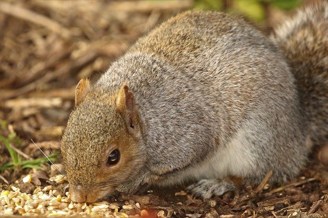 Free download Squirrel Rodent Nature -  free photo or picture to be edited with GIMP online image editor