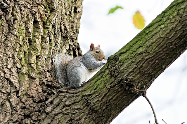 Free download squirrel rodent nature tree animal free picture to be edited with GIMP free online image editor