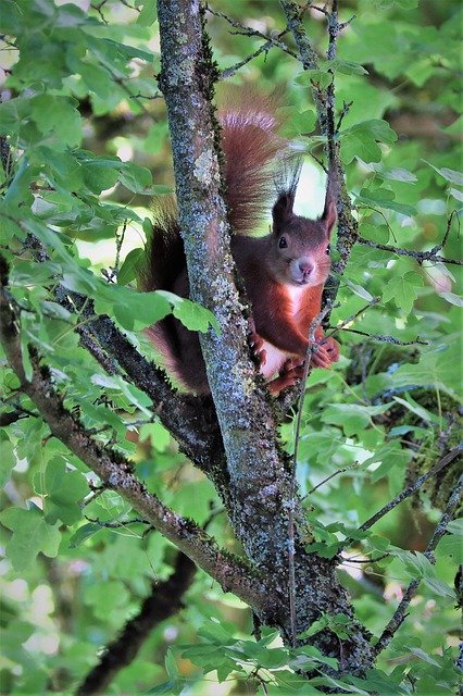 Free download Squirrel Rodent Tree -  free photo or picture to be edited with GIMP online image editor