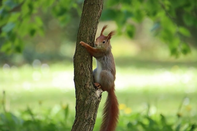 Free download squirrel rodent tree climb nature free picture to be edited with GIMP free online image editor