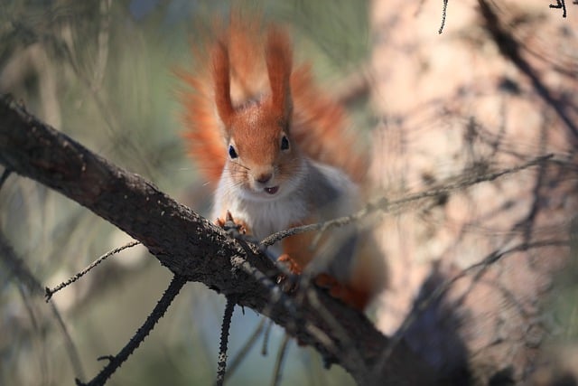 Free download squirrel rodent tree forest free picture to be edited with GIMP free online image editor