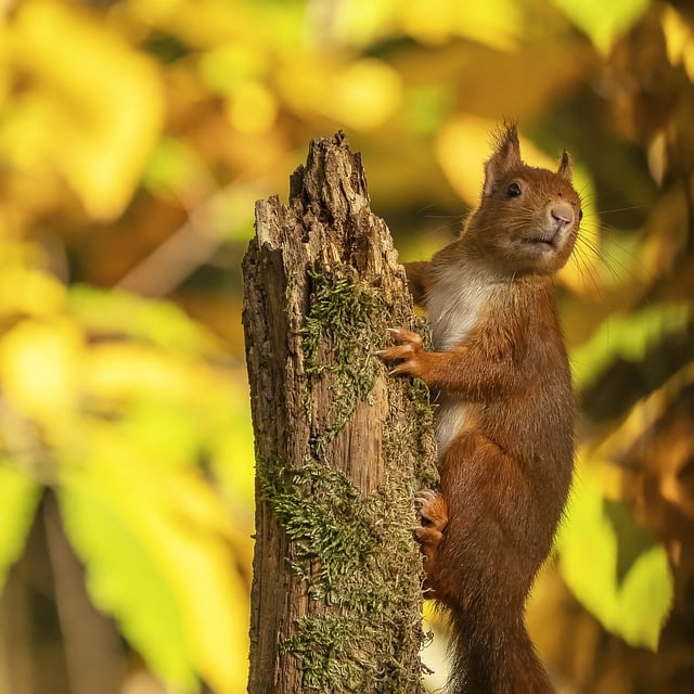 Free download squirrel rodent tree mammal fauna free picture to be edited with GIMP free online image editor