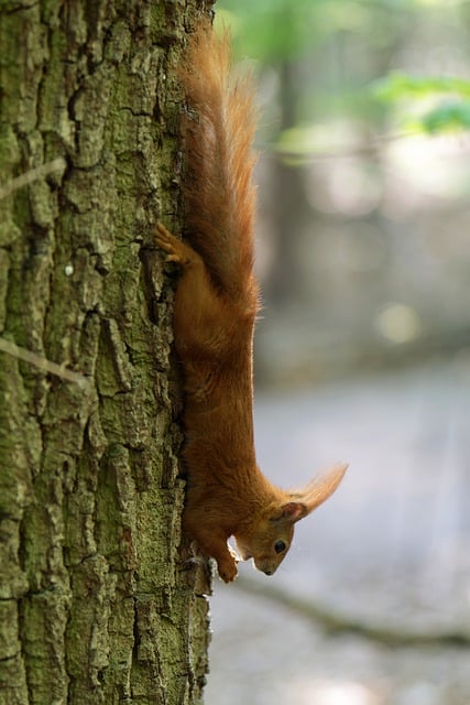 Free download squirrel rodent tree trunk fur free picture to be edited with GIMP free online image editor