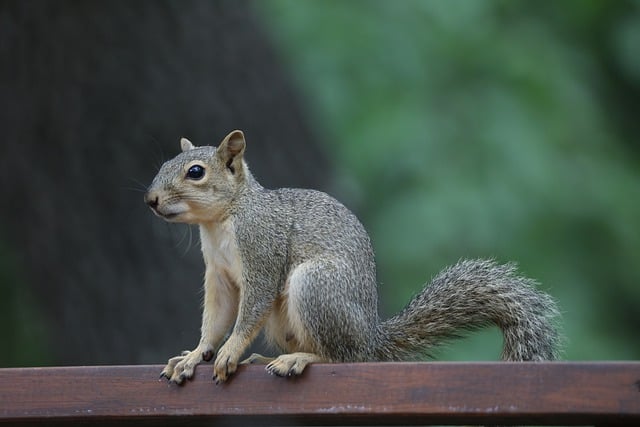 Free download squirrel rodent wildlife backyard free picture to be edited with GIMP free online image editor