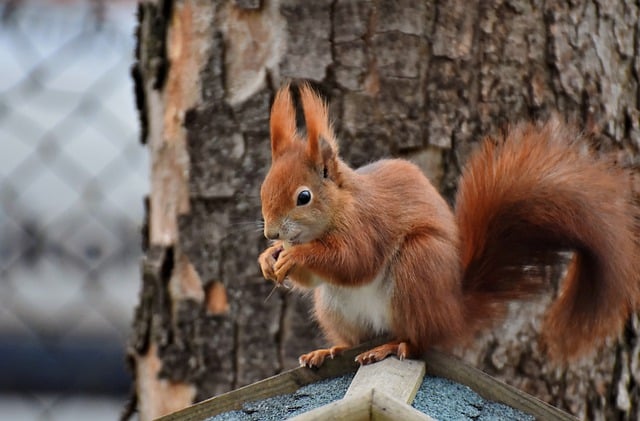 Free download squirrel rodent wildlife mammal free picture to be edited with GIMP free online image editor