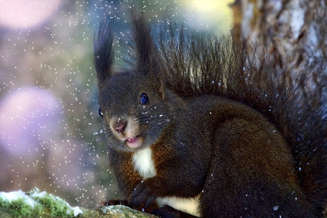 Free download squirrel rodent winter advent free picture to be edited with GIMP free online image editor