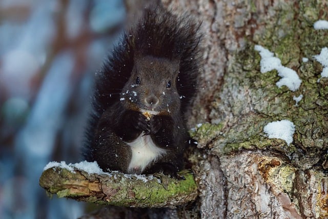 Free download squirrel rodent winter tree free picture to be edited with GIMP free online image editor